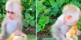 video, mono, pollo, viral