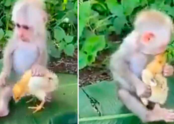 video, mono, pollo, viral