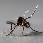 Detectan mosquitos transmisores del virus del Nilo Occidental en los EEUU Mosquitos transmisores del virus del Nilo Occidental