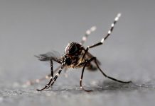 Detectan mosquitos transmisores del virus del Nilo Occidental en los EEUU Mosquitos transmisores del virus del Nilo Occidental