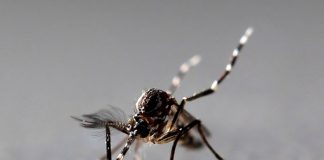 Mosquitos transmisores del virus del Nilo Occidental