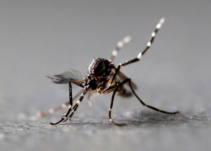 Mosquitos transmisores del virus del Nilo Occidental