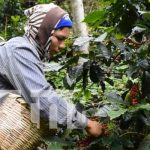 Precios internacionales del café alientan a productores en Nicaragua Producción del café en Nicaragua