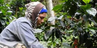 Producción del café en Nicaragua