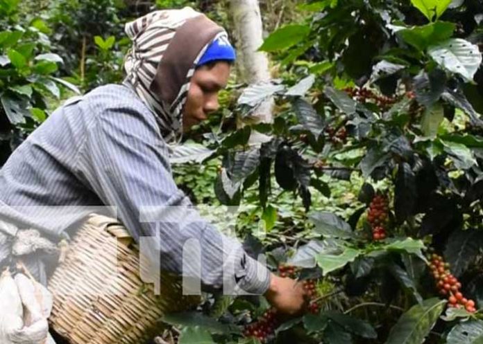 Producción del café en Nicaragua