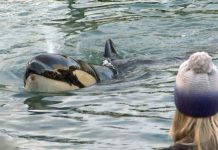 Foto: Muere orca bebé que buscaba a su madre / France24