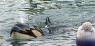 Foto: Muere orca bebé que buscaba a su madre / France24