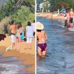 Osa y sus crías sorprenden al bañarse en playa llena de turistas tendencias, osa, playa,