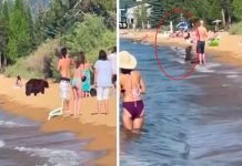 Osa y sus crías sorprenden al bañarse en playa llena de turistas tendencias, osa, playa,