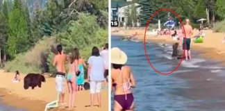 tendencias, osa, playa,