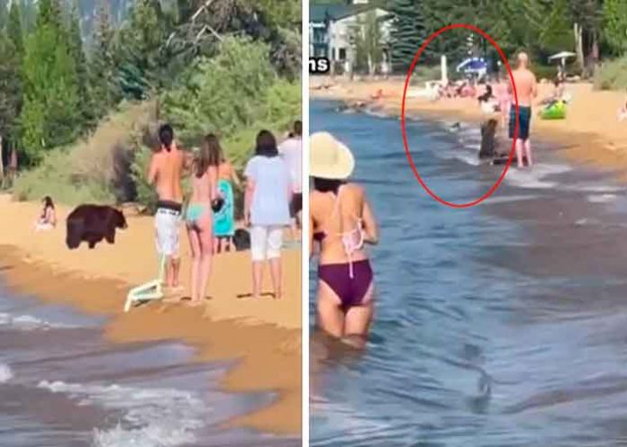 tendencias, osa, playa,