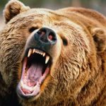 Foto: Un oso ataca a grupo de turistas en un parque en Siberia y mata a uno / referencia