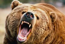 Foto: Un oso ataca a grupo de turistas en un parque en Siberia y mata a uno / referencia