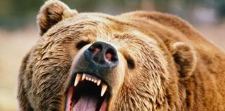 Foto: Un oso ataca a grupo de turistas en un parque en Siberia y mata a uno / referencia