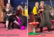 Impactante ataque de un oso en un circo de Rusia se vuelve viral Impactante ataque de un oso en un circo de Rusia se vuelve viral