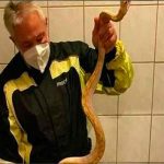 austria, serpiente, hallazgo, reptil,