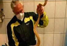 Encuentran serpiente en un inodoro austriaco, la segunda en cuatro días austria, serpiente, hallazgo, reptil,