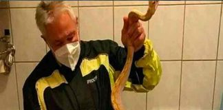 austria, serpiente, hallazgo, reptil,