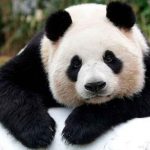 Osos pandas gigantes dejan de estar en peligro de extinción en China china, osos panda, dejan, peligro, extincion, autoridades,