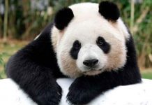china, osos panda, dejan, peligro, extincion, autoridades,