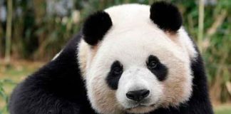 china, osos panda, dejan, peligro, extincion, autoridades,