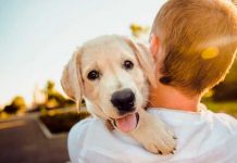 Perro feliz en brazo de su dueño