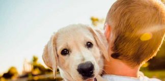 Perro feliz en brazo de su dueño