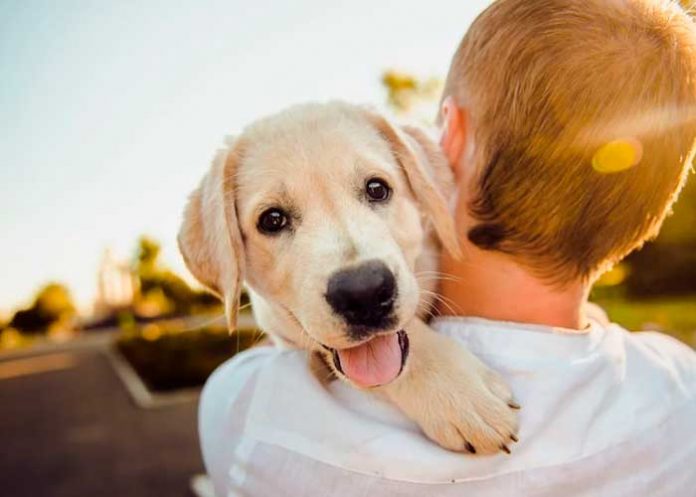 Perro feliz en brazo de su dueño