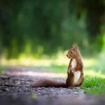 Muere una niña en Colorado tras contraer bacteria de la peste bubónica