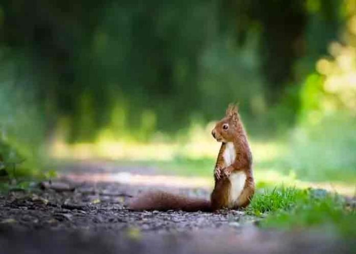 Muere una niña en Colorado tras contraer bacteria de la peste bubónica