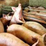 Alemania confirma peste porcina africana en tres granjas de cerdos Alemania confirma peste porcina africana en tres granjas de cerdos