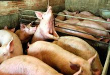 Alemania confirma peste porcina africana en tres granjas de cerdos