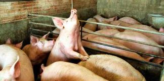 Alemania confirma peste porcina africana en tres granjas de cerdos
