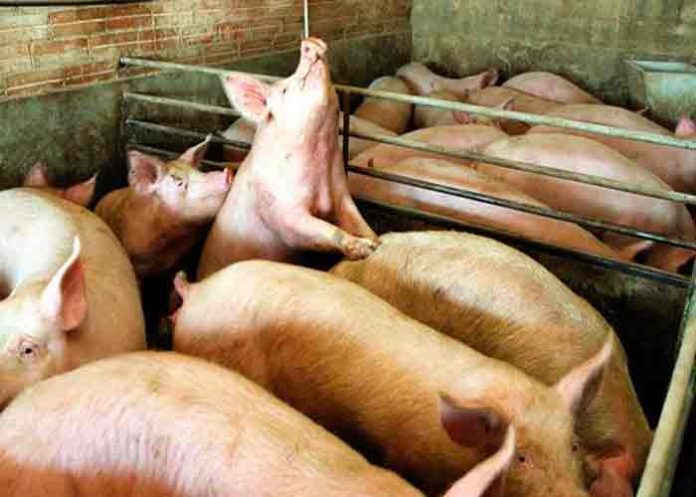 Alemania confirma peste porcina africana en tres granjas de cerdos
