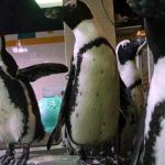 Investigan la extraña muerte de pingüinos africanos en acuario de Florida estados unidos, pinguinos, muerte, animales,