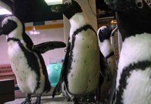 Investigan la extraña muerte de pingüinos africanos en acuario de Florida estados unidos, pinguinos, muerte, animales,