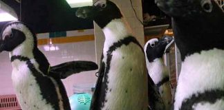 estados unidos, pinguinos, muerte, animales,