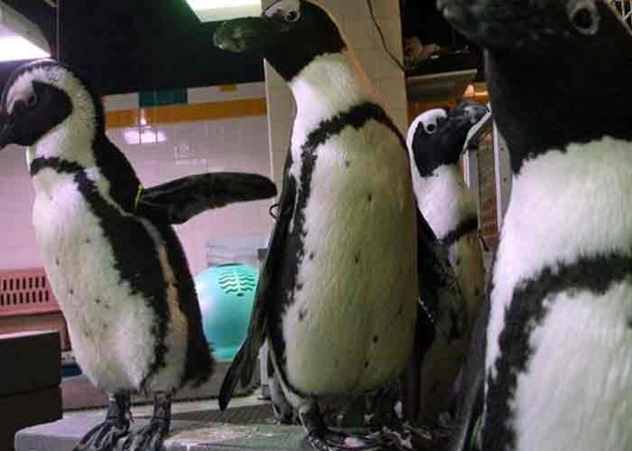 estados unidos, pinguinos, muerte, animales,