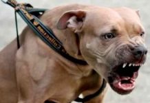Terrible momento cuando un pitbull muerde a niño en Querétaro, México Terrible momento cuando un pitbull muerde a niño en Querétaro, México