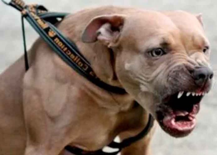Terrible momento cuando un pitbull muerde a niño en Querétaro, México