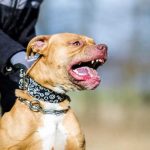 ¿Cuántos casos más de ataques de perros Pitbull necesita Nicaragua? Perro Pitbull furioso en una cadena