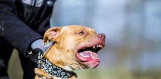 Perro Pitbull furioso en una cadena