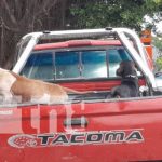 ¿Bestias o mascotas? Perros Pitbull atacan furiosos a dos niñas en Masaya Lugar en Masaya donde se registró ataque de dos perros Pitbull
