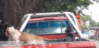 Lugar en Masaya donde se registró ataque de dos perros Pitbull