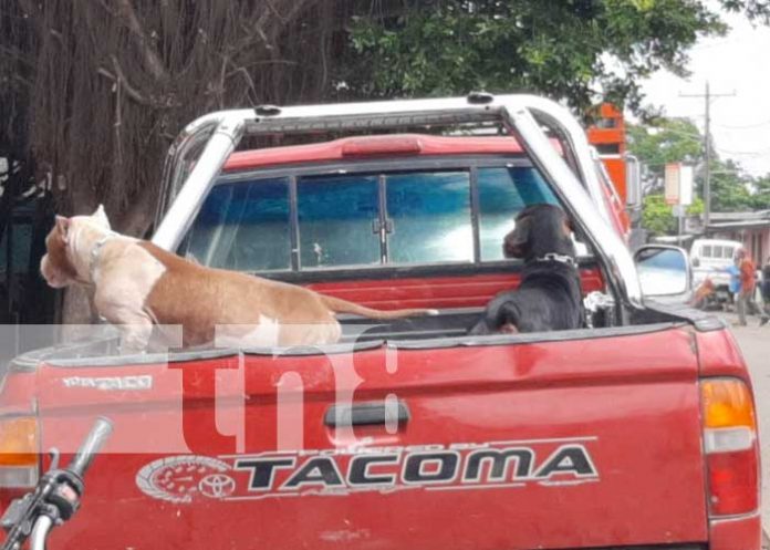 Lugar en Masaya donde se registró ataque de dos perros Pitbull