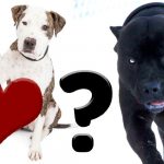 Pitbull: ¿Es bueno o malo? esto dicen nuestros lectores Pitbull tiernos y agresivos