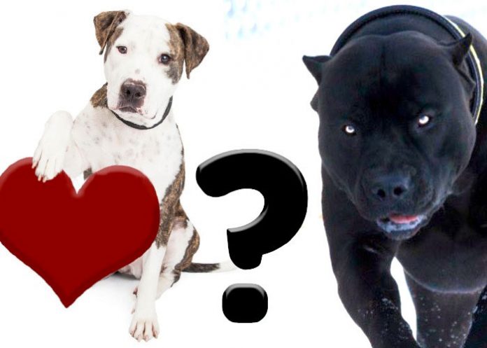 Pitbull tiernos y agresivos