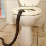 austria, piton, accidente, animales,