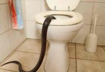 Austria: Serpiente pitón muerde en los genitales a hombre que usaba inodoro austria, piton, accidente, animales,