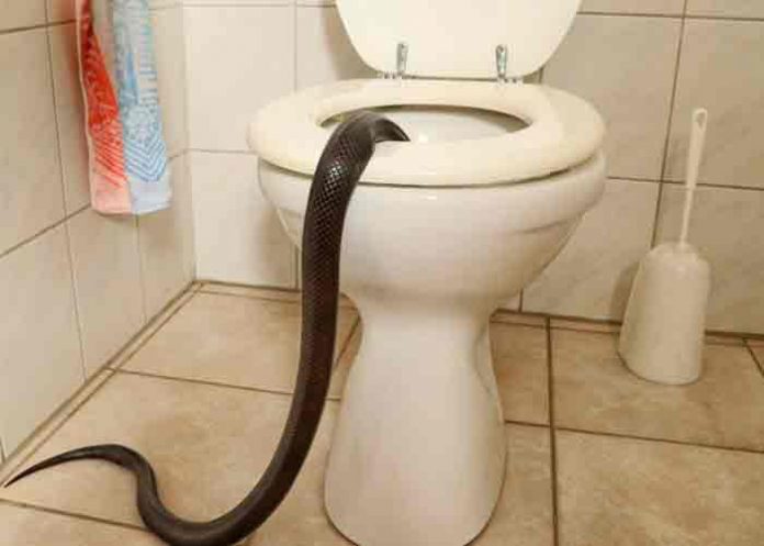 austria, piton, accidente, animales,